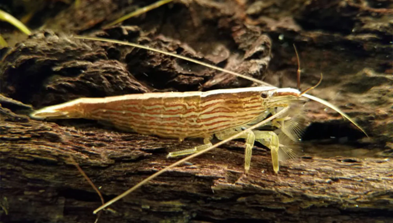 What are Bamboo Fan Shrimp : Oddball Shrimp
