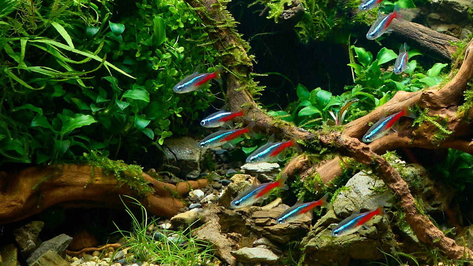 5 Tetras to Brighten Your Aquarium