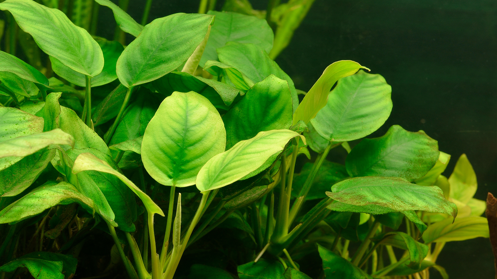 Exploring the Top 5 Types of Anubias Plants for Your Aquarium