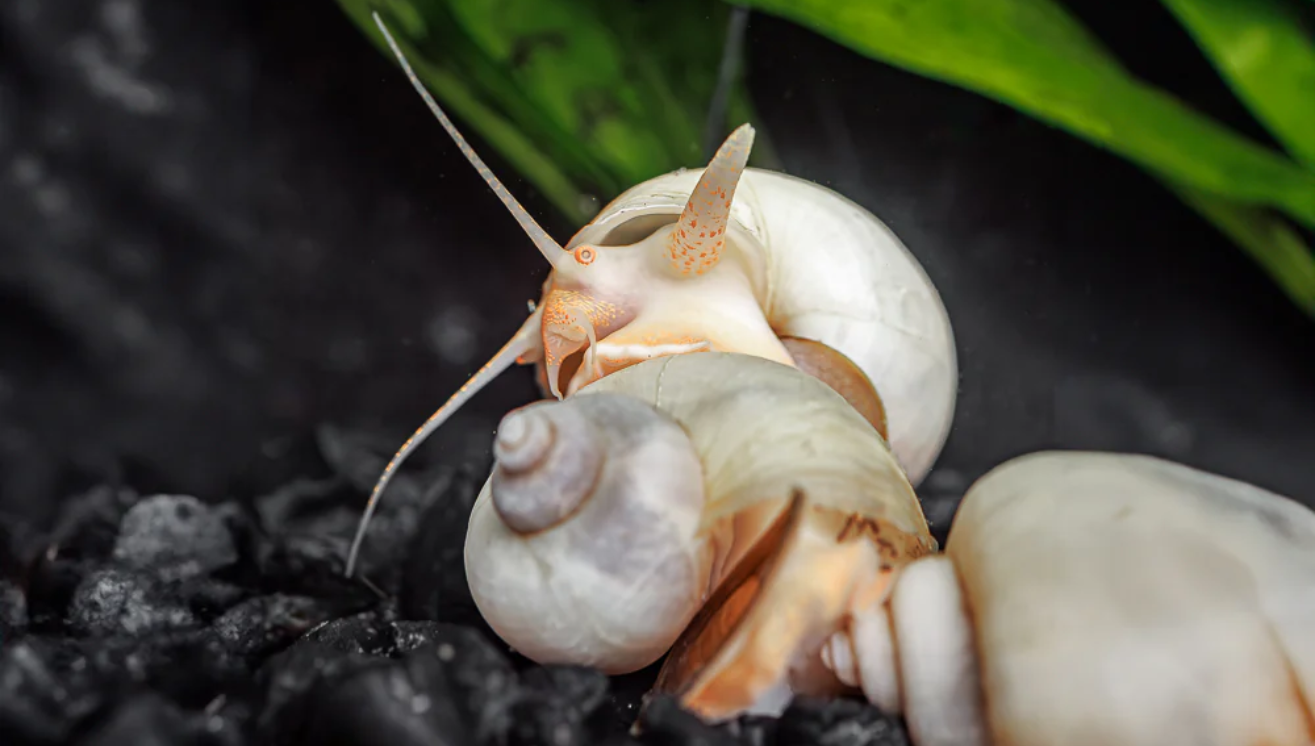 The Benefits of Adding a Mystery Snail to your aquarium