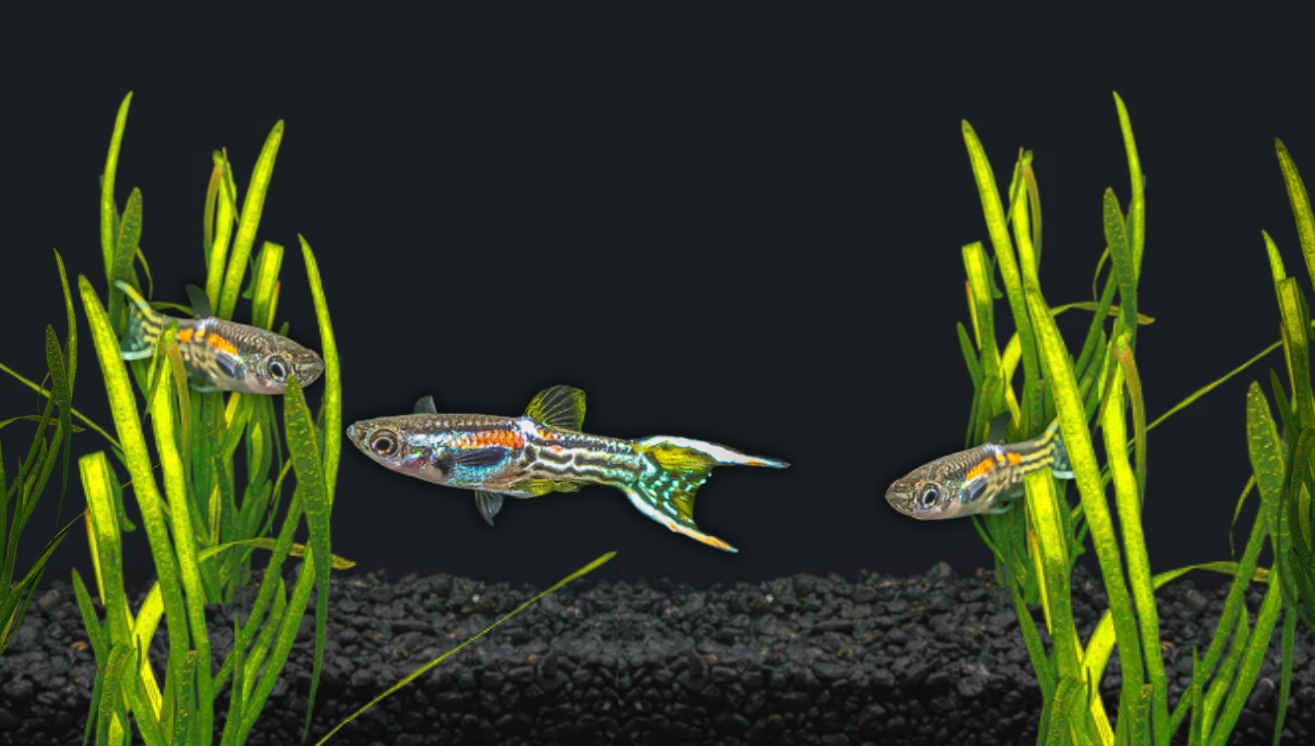 Beginners guide: 5 Easy Nano Fish