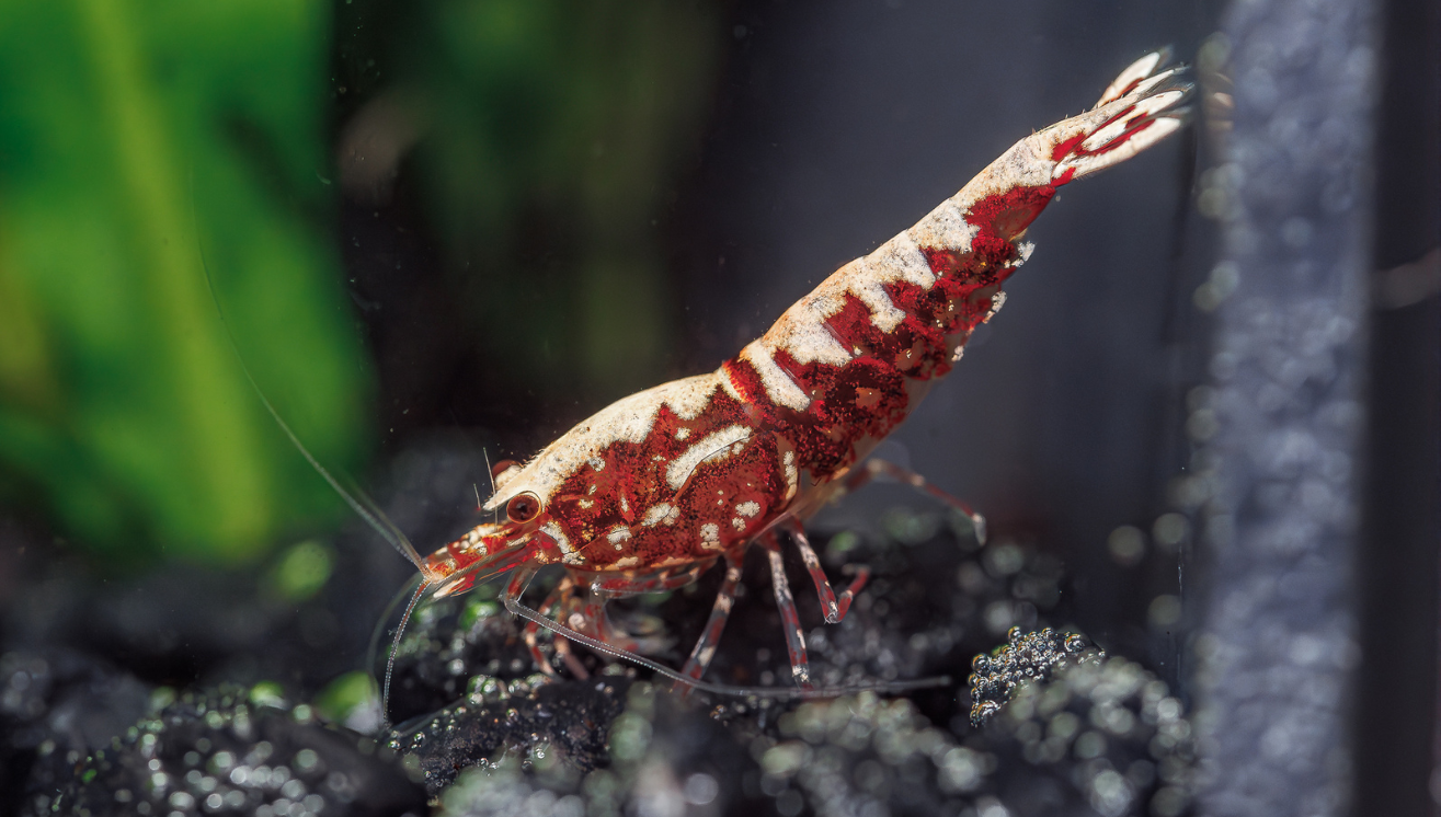 Most Common Reason for Shrimp Death