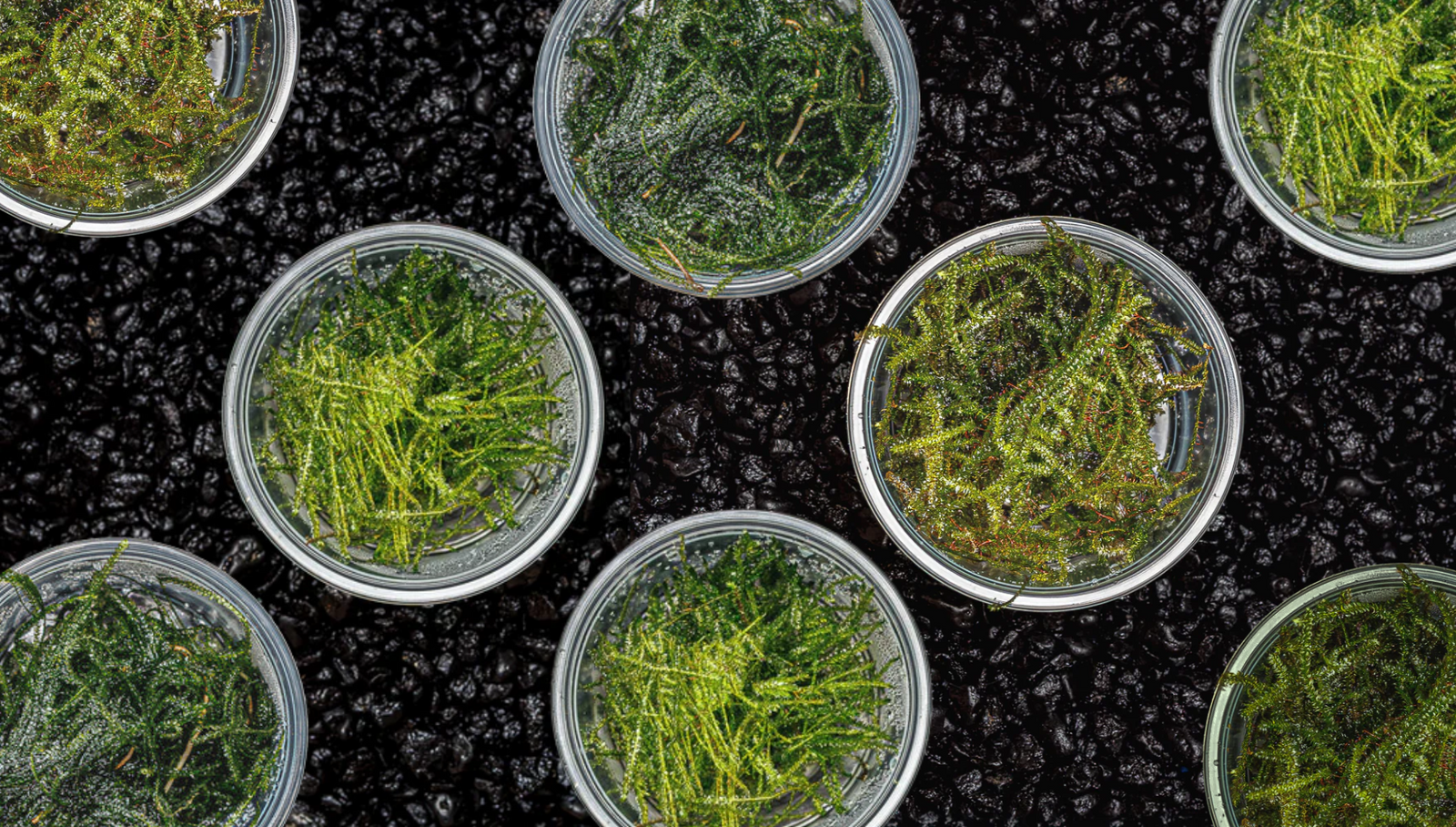 Must-Have Mosses and their benefits
