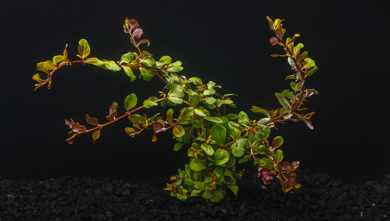 Colorful Aquarium Plants: Rotala Varieties