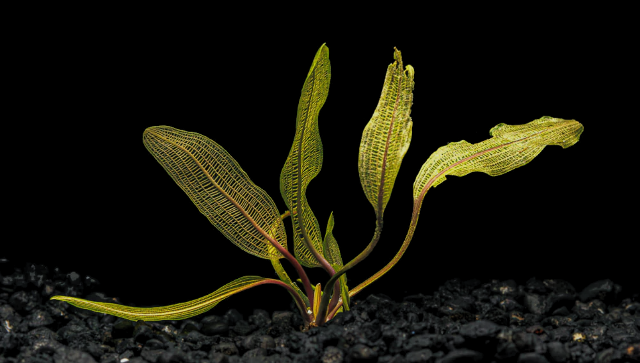 3 Oddball Aquatic Plants to Add to Your Next Aquascape