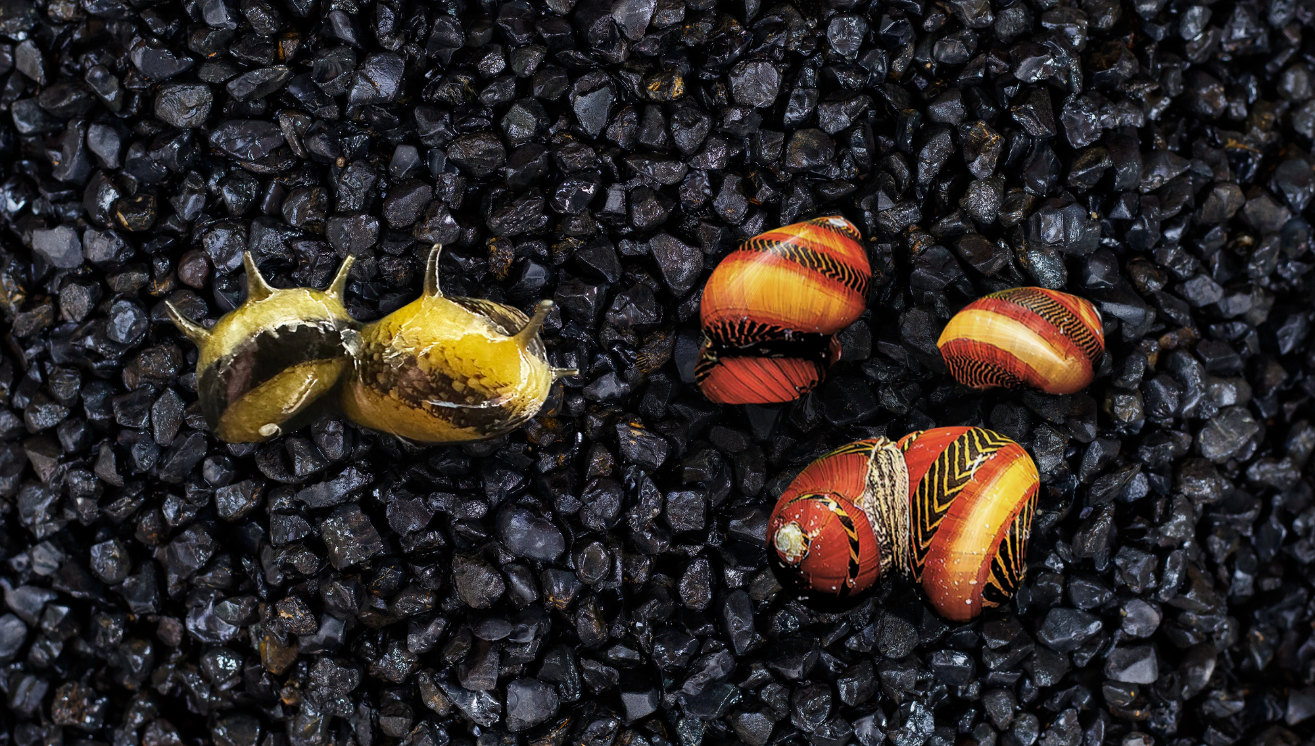 Nerites: The Stylin’ Cleanup Crew