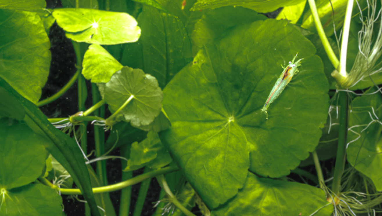 The Benefits of Amano Shrimp in Your Aquarium | Algae Control