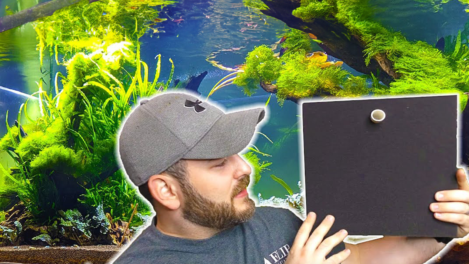 Maximizing Shrimp Keeping Success with Matten Filters: A Comprehensive Guide