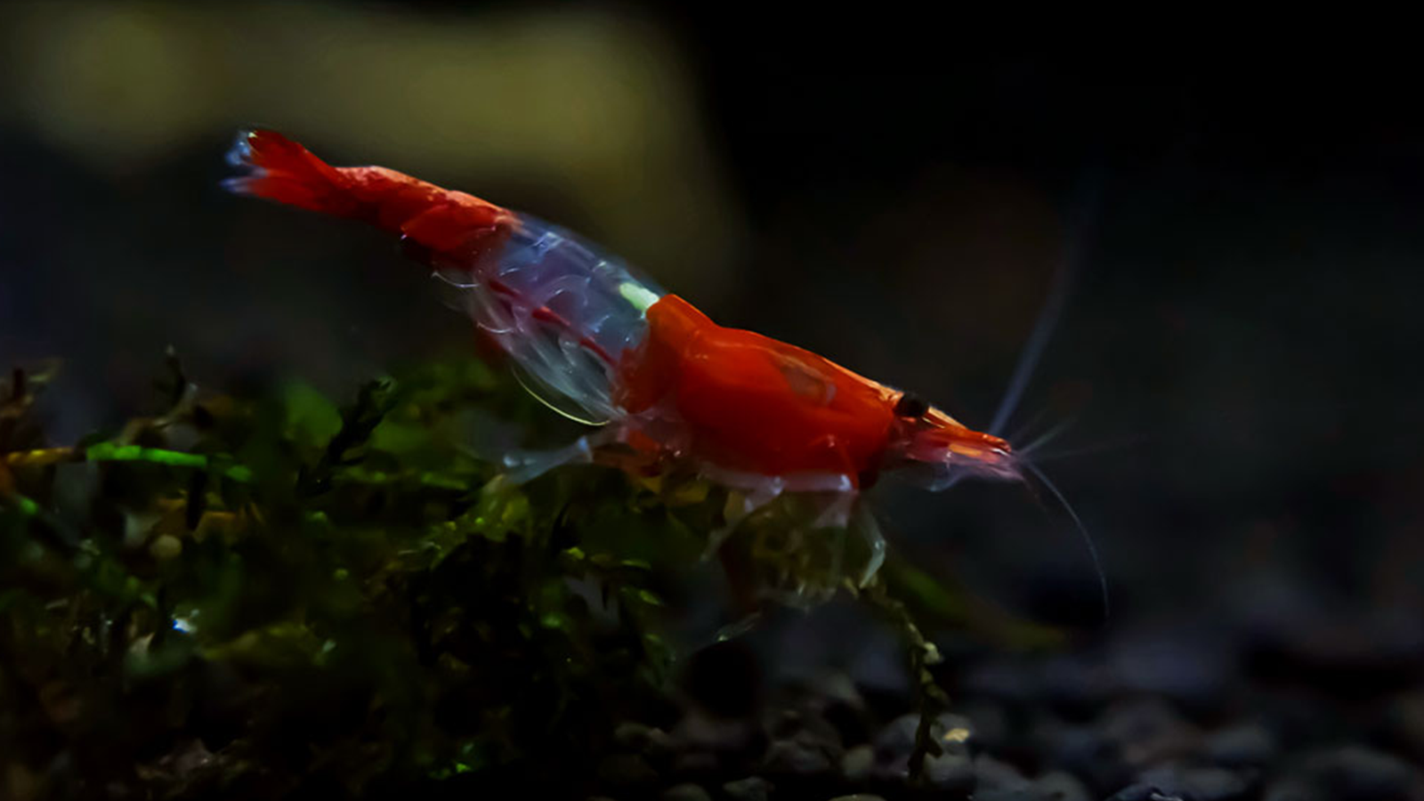 Species Spotlight : Red Rili Shrimp