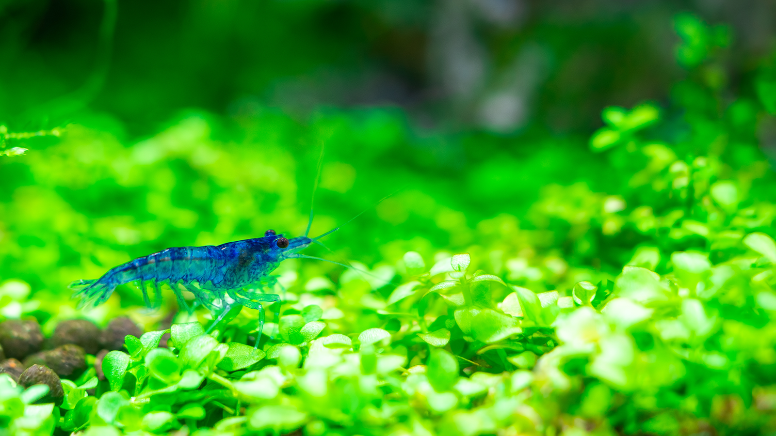 5 Carpeting Plants to Enhance Your Aquascape