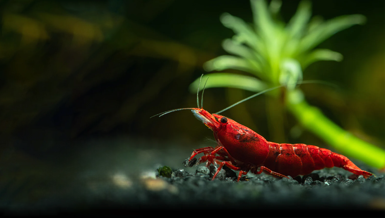 What's The Most Popular Shrimp