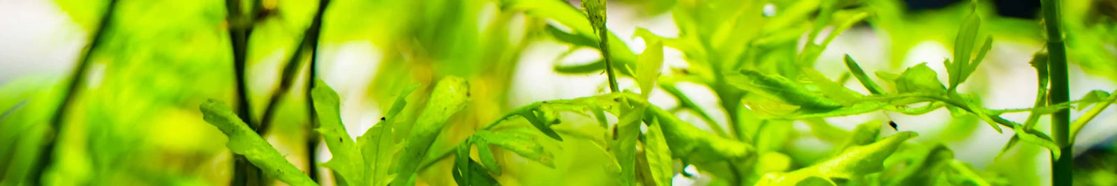 All Aquatic Plants & Botanicals At Flip Aquatics