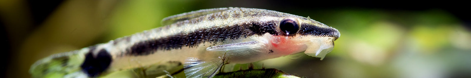 Bottom Feeder Fish | Aquarium Bottom Feeders