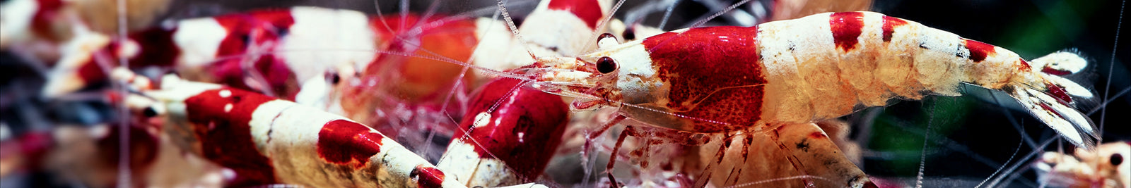 Crystal Red Shrimp a Caridina Species