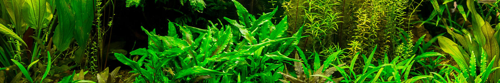 Low Light Aquarium Plants