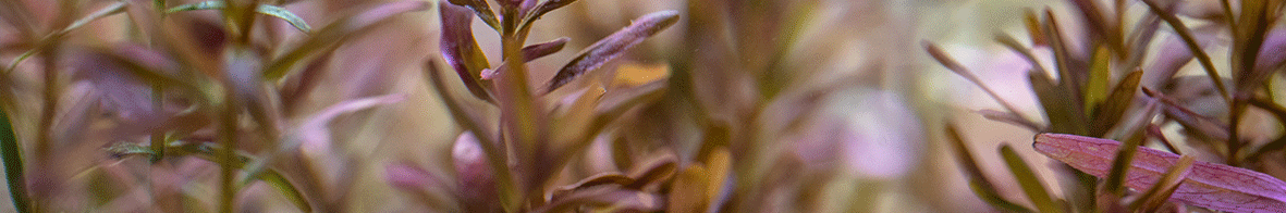 Aquatic Frog