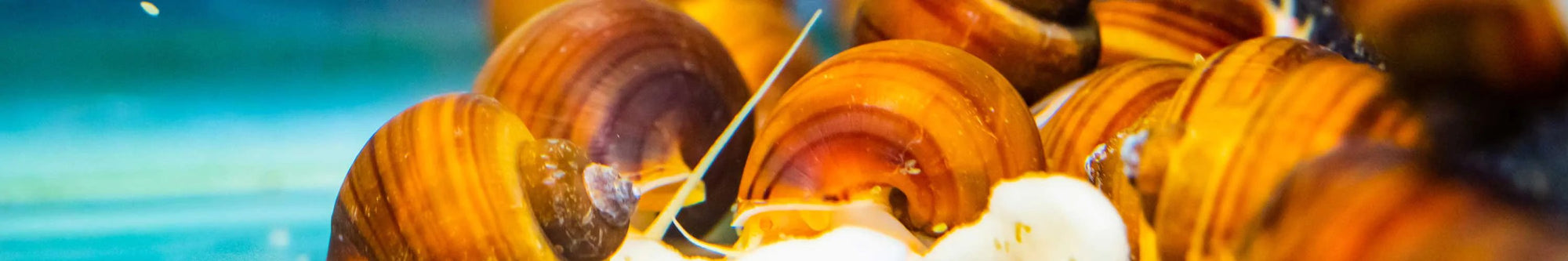 All Pet Snails At Flip Aquatics