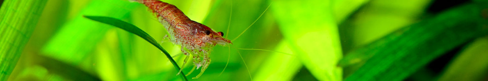 Vallisneria
