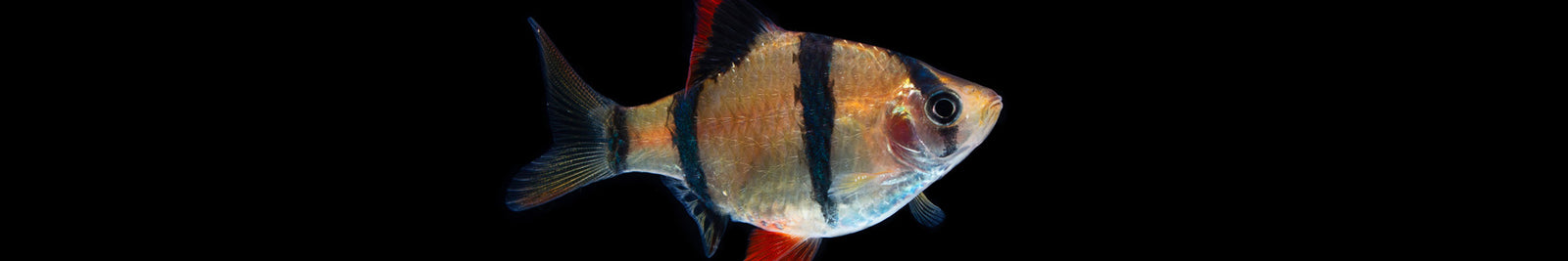 Freshwater Barbs & Barb Fish