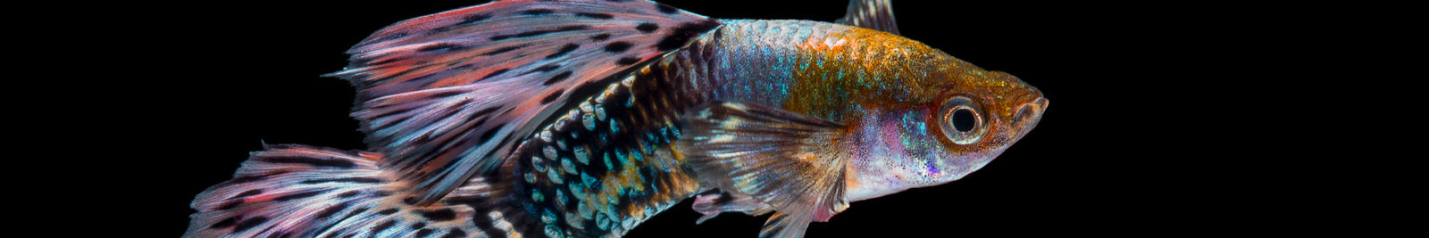 Guppies