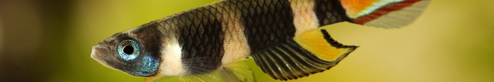 Killifish Types