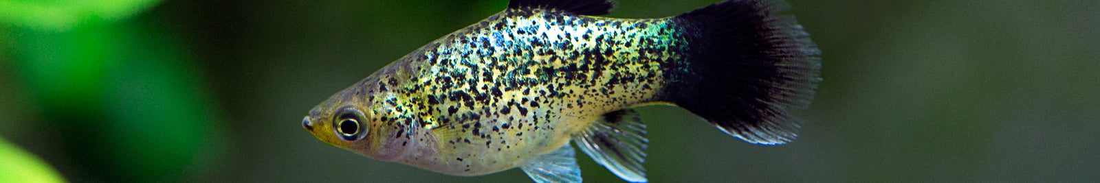 Live Bearer Fish