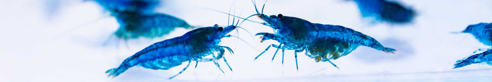 All Pet Shrimp At Flip Aquatics