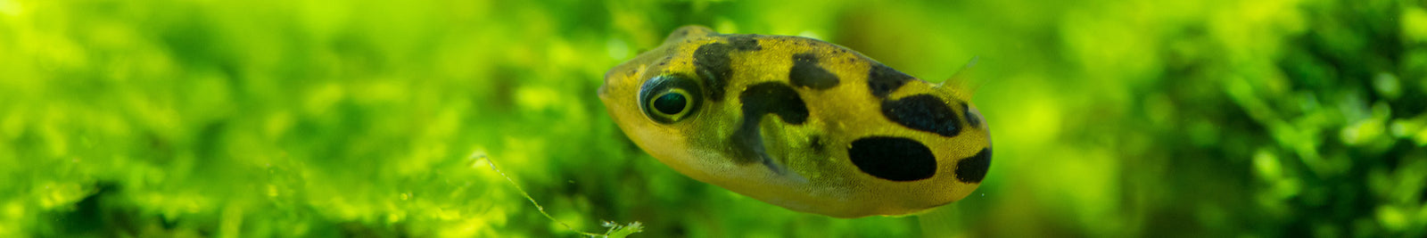 Freshwater Puffer Fish