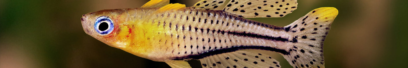 Rainbowfish for Sale