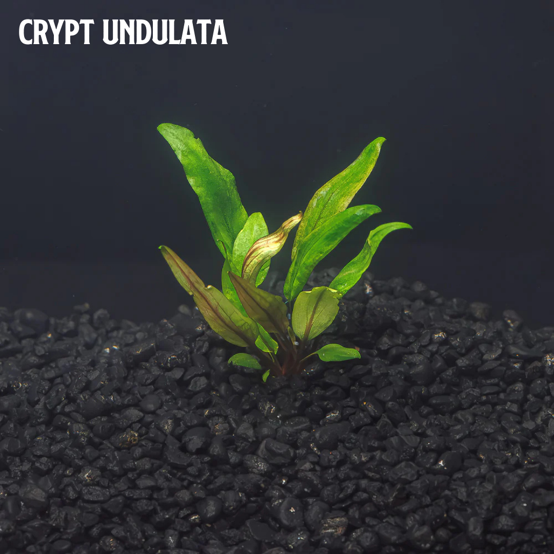 Mix + Match Crypt Plant Bundle