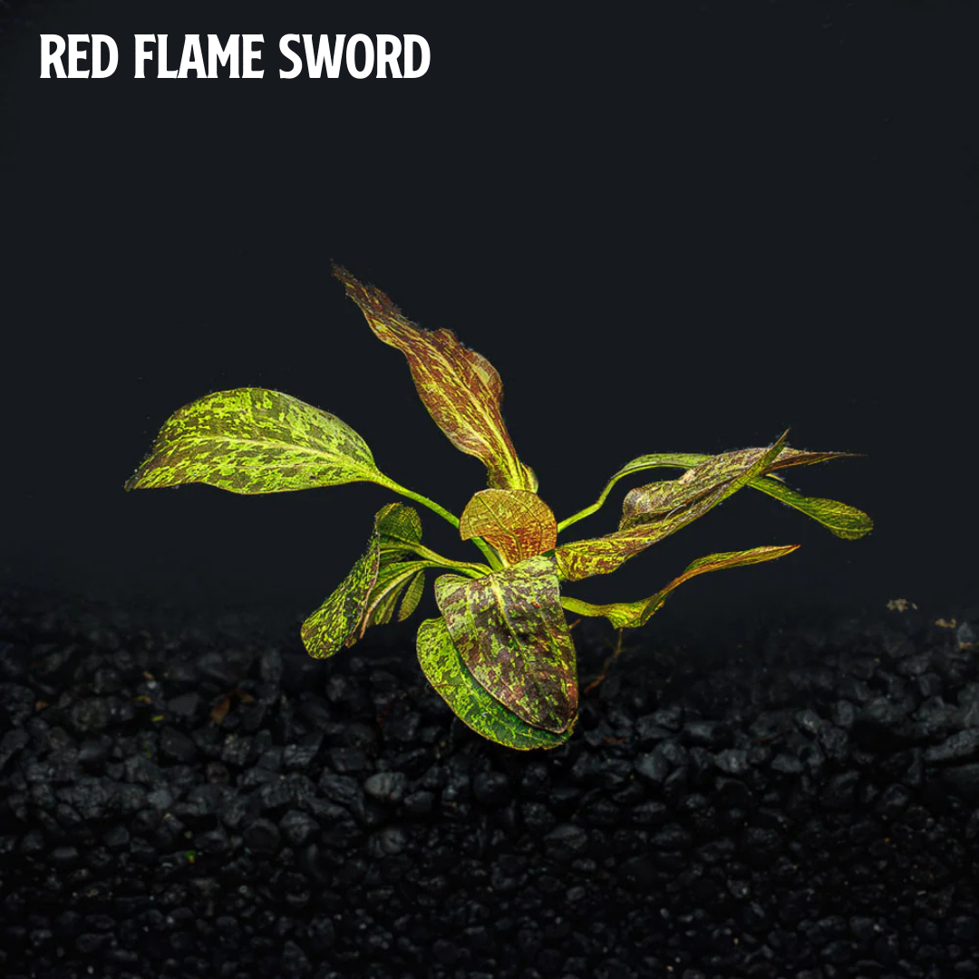 Mix + Match Red Plant Bundle