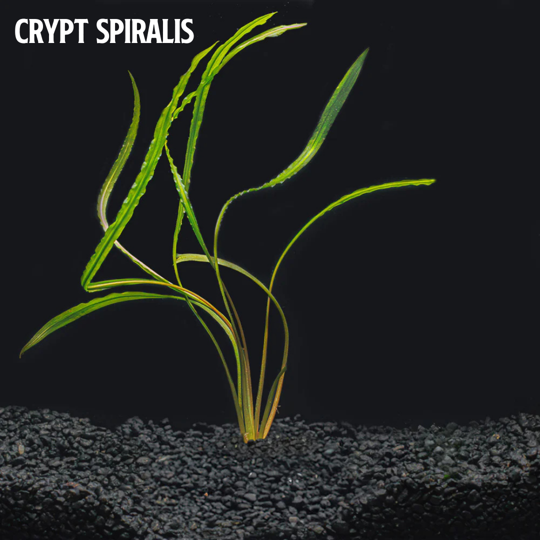 Mix + Match Crypt Plant Bundle