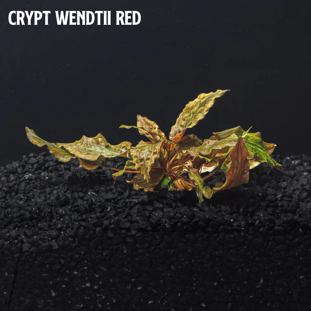 Mix + Match Red Plant Bundle