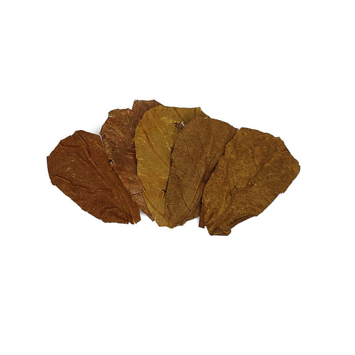 Aquarium Botanical Bundle