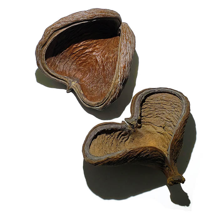 Aquarium Botanical Bundle