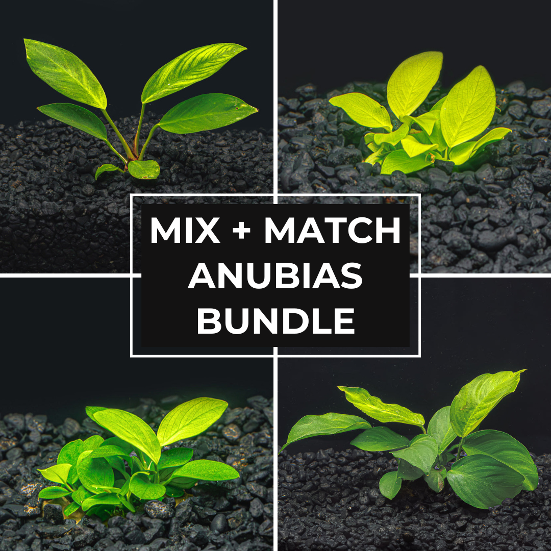Mix + Match Anubias Bundle