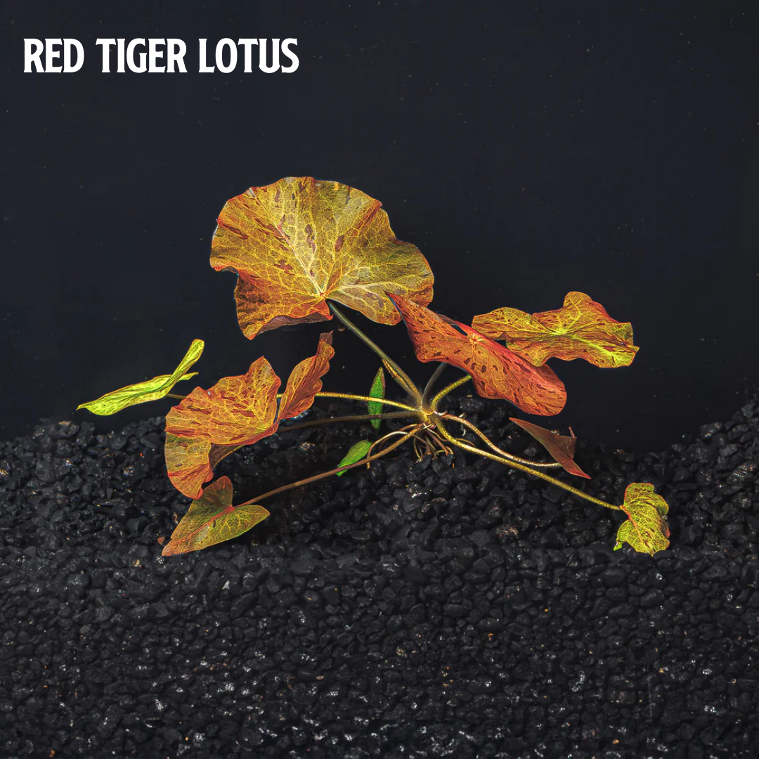 Mix + Match Red Plant Bundle