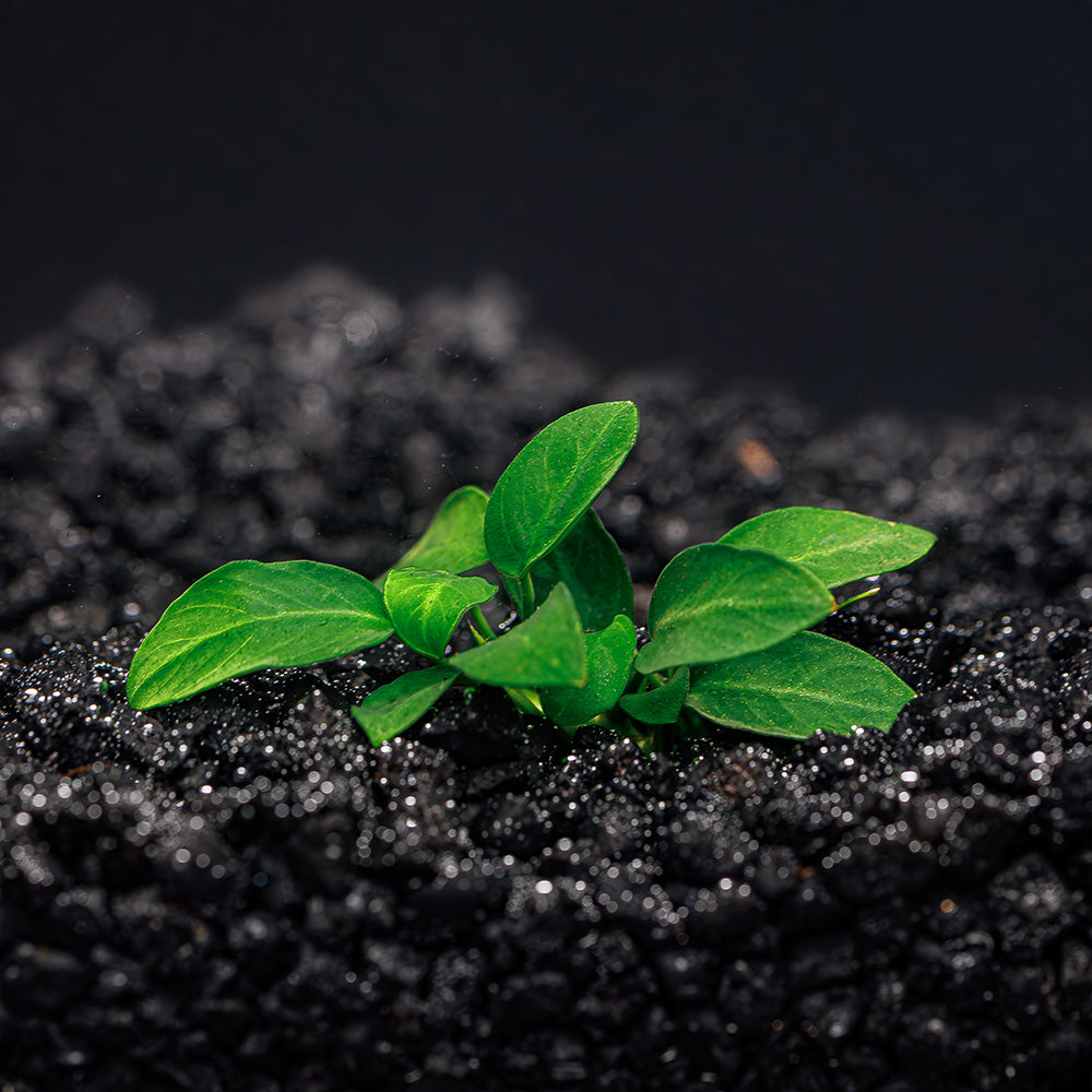 Popular Aquarium Plants Bundle