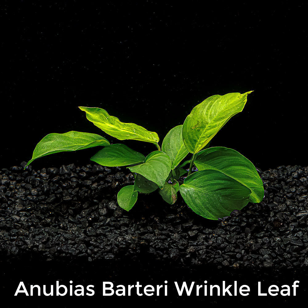 Mix + Match Anubias Bundle