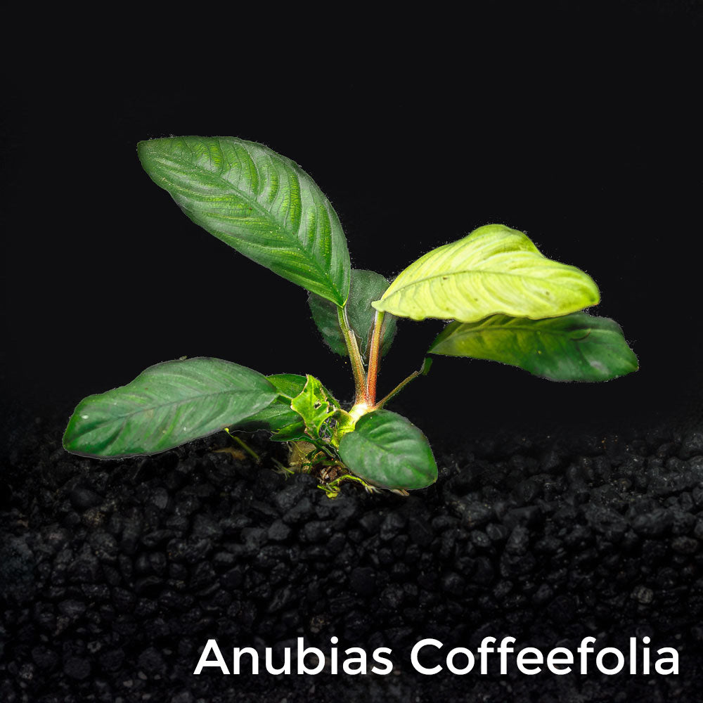 Mix + Match Anubias Bundle