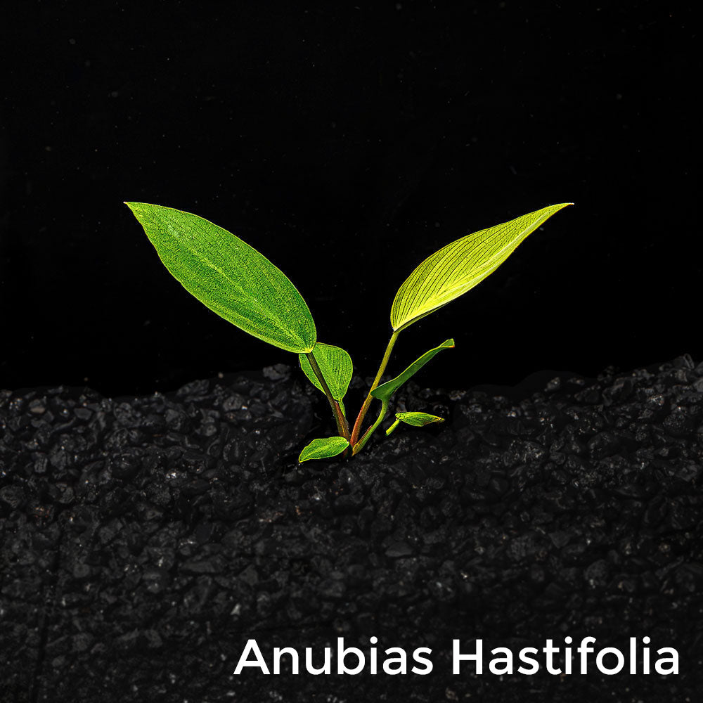 Mix + Match Anubias Bundle