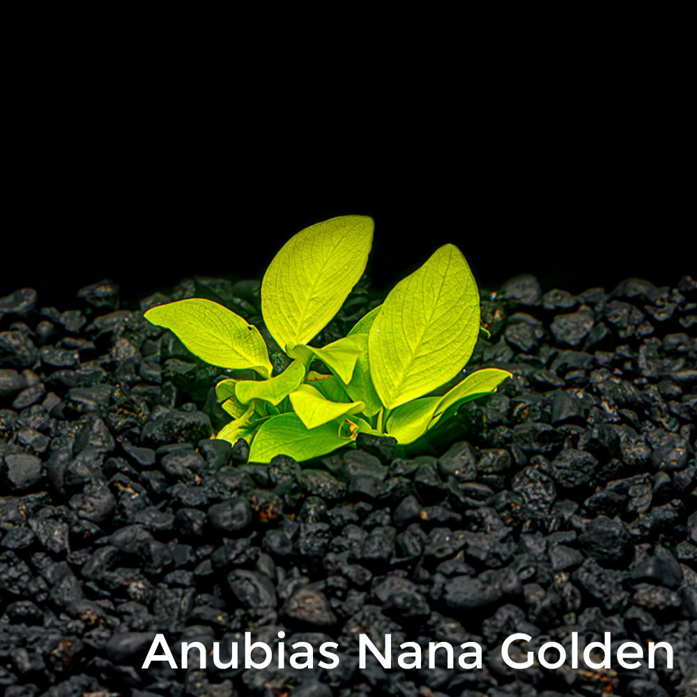 Mix + Match Anubias Bundle