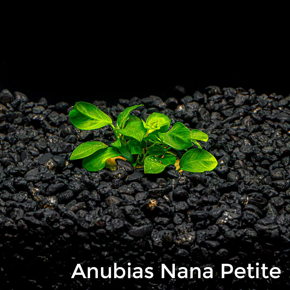 Mix + Match Anubias Bundle