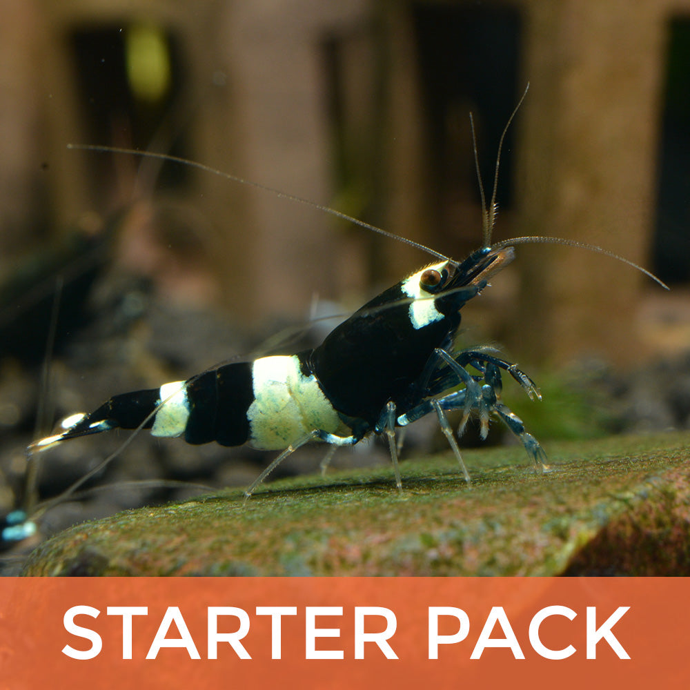 Black Panda and King Kong Starter Pack