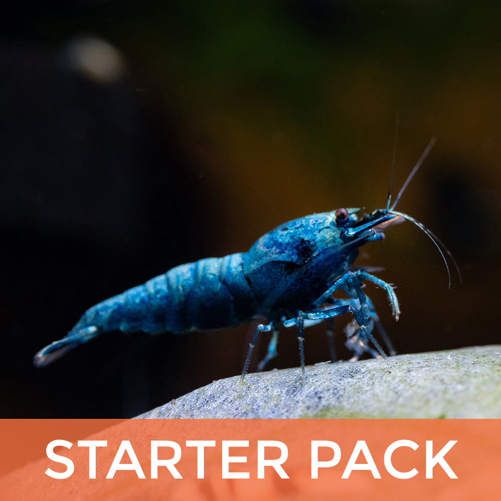 Blue Bolt Starter Pack