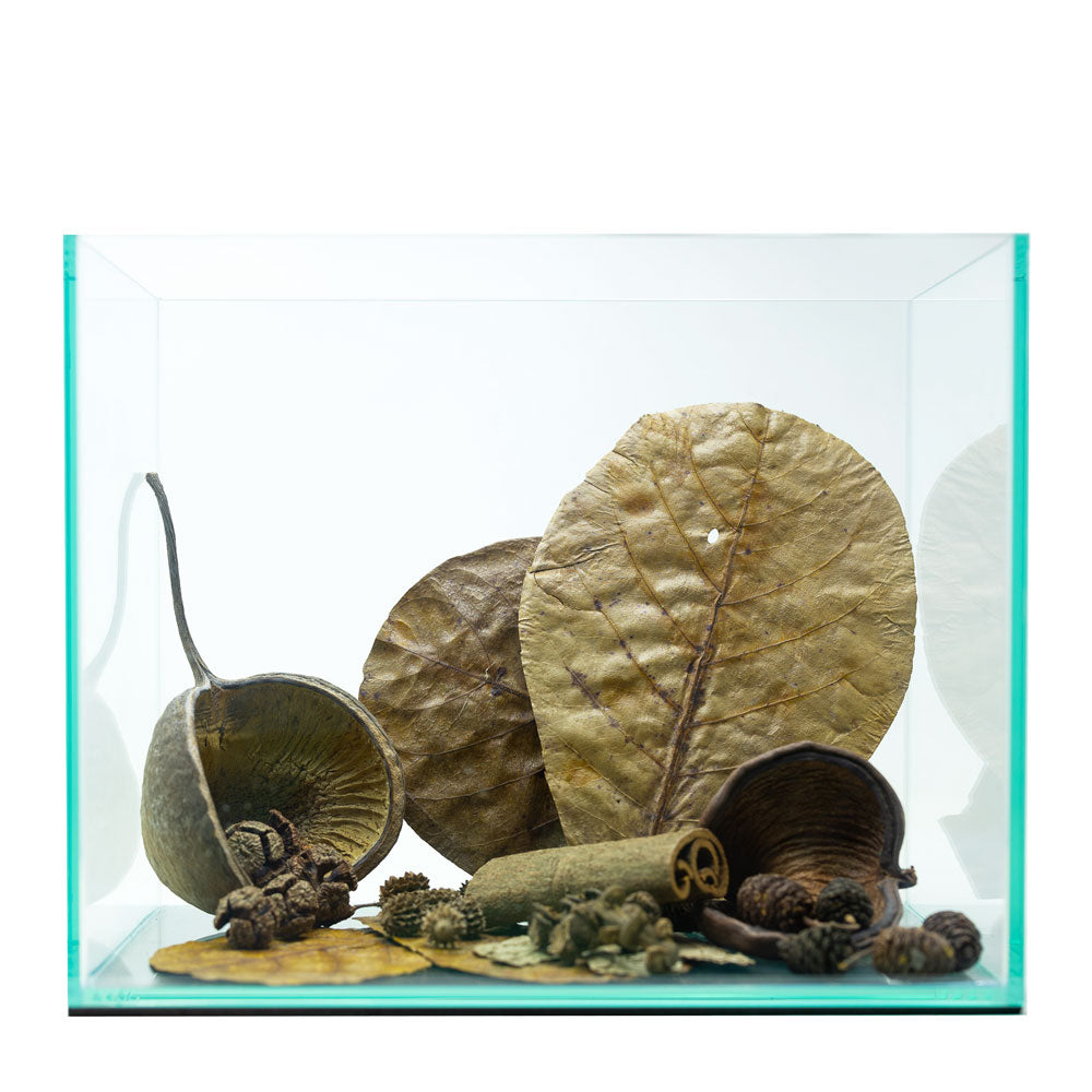 Aquarium Botanical Bundle