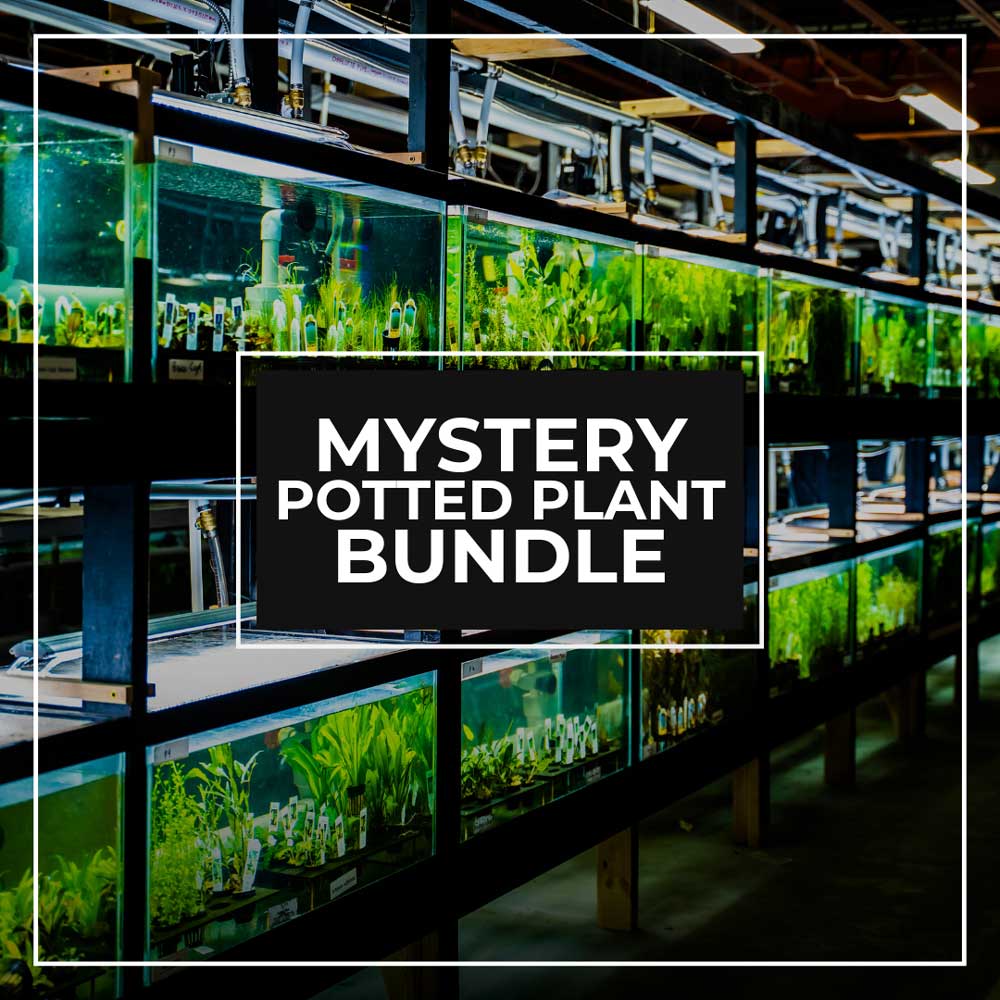 Aquariums with potted plants and a 'Mystery Potted Plant Bundle' text overlay.