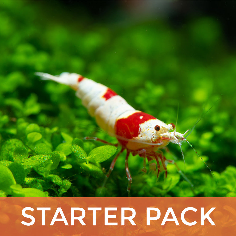Crystal Shrimp Starter Pack