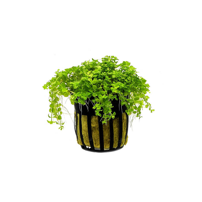 Popular Aquarium Plants Bundle