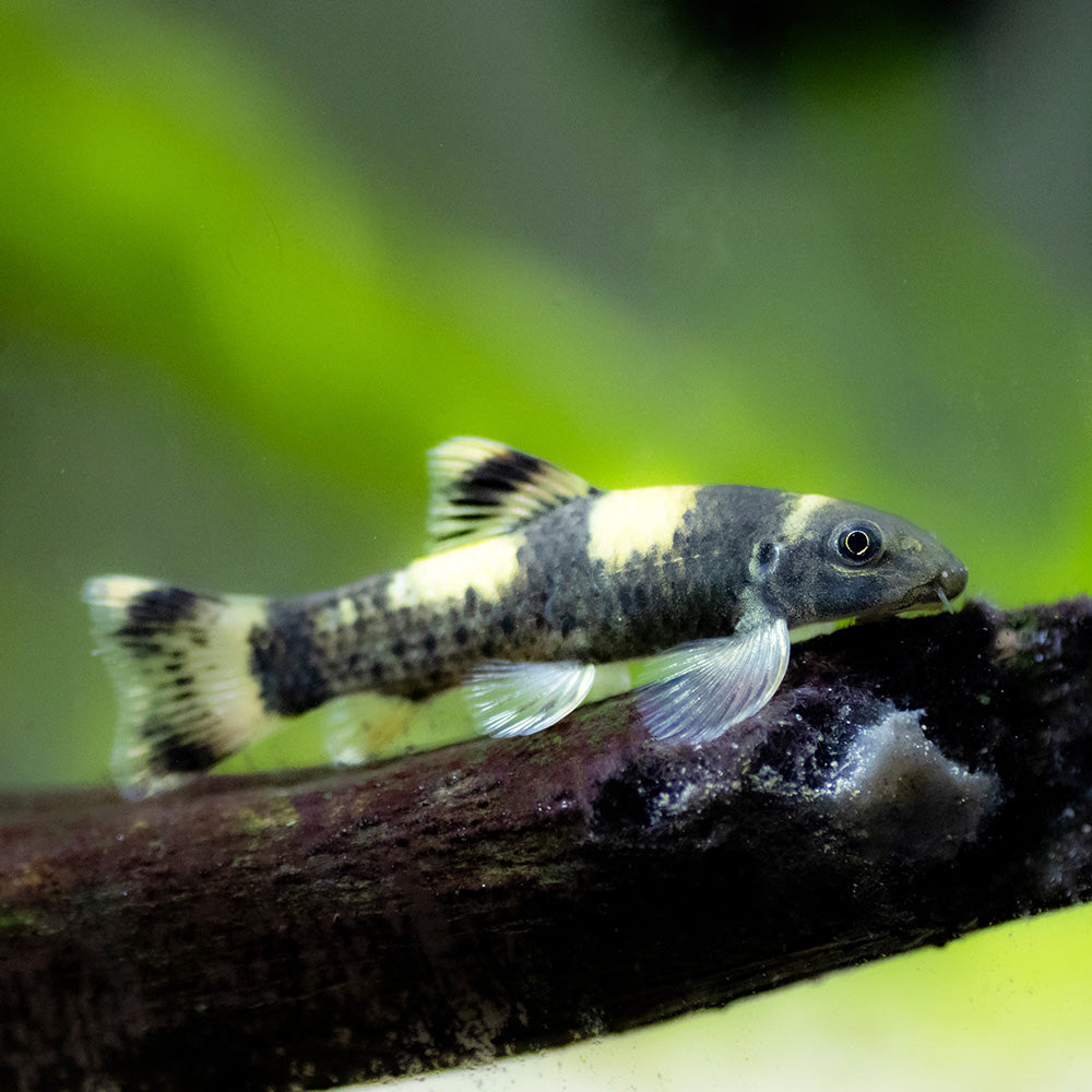 Algae Clean Up Crew | Includes Fish, Shrimp & Snails